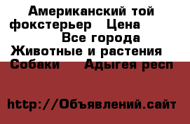 Американский той фокстерьер › Цена ­ 25 000 - Все города Животные и растения » Собаки   . Адыгея респ.